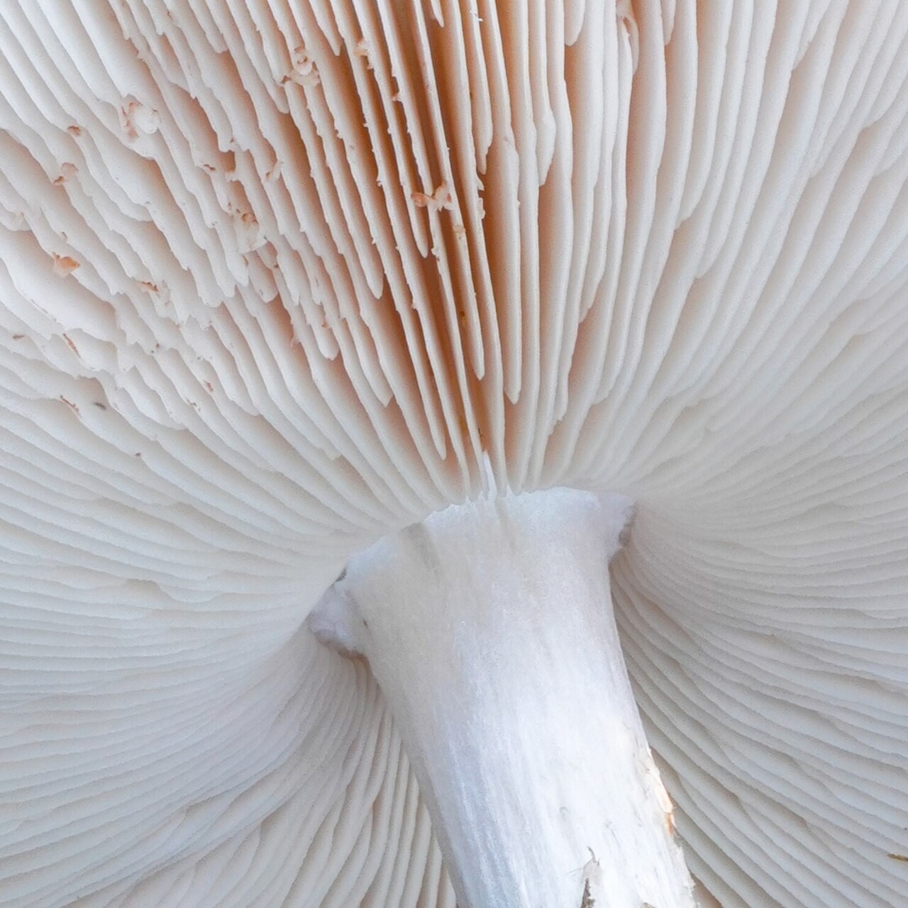 White shield – Pluteus pellitus