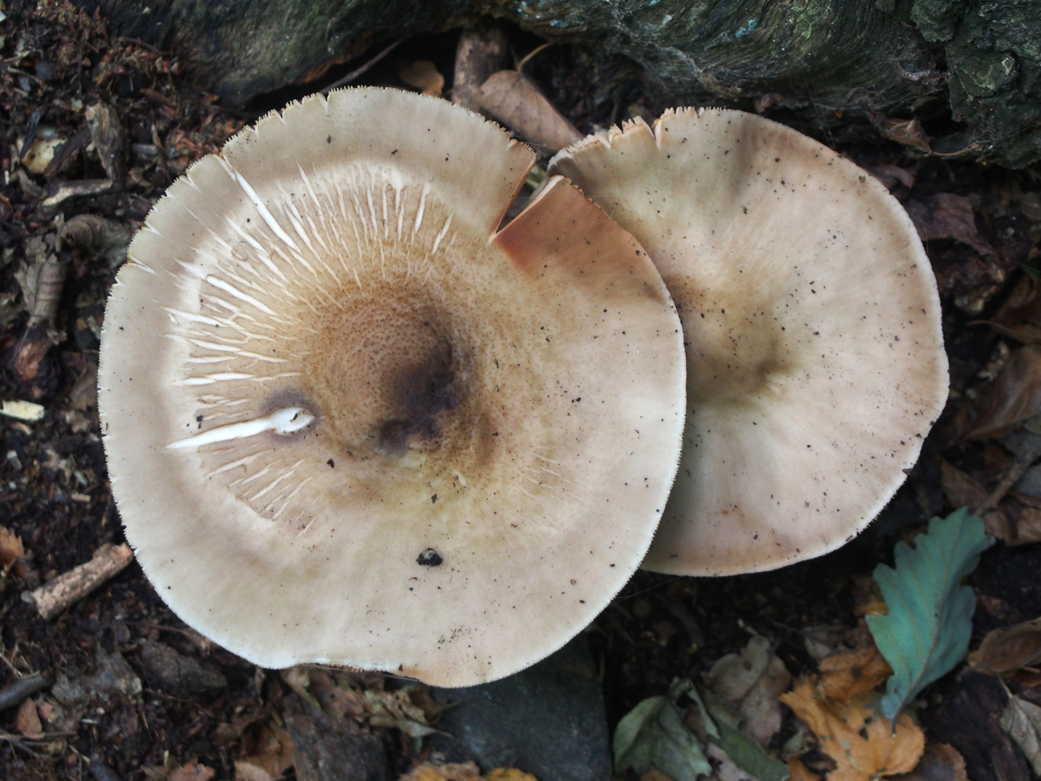 Klobukasta ščitovka – Pluteus petasatus