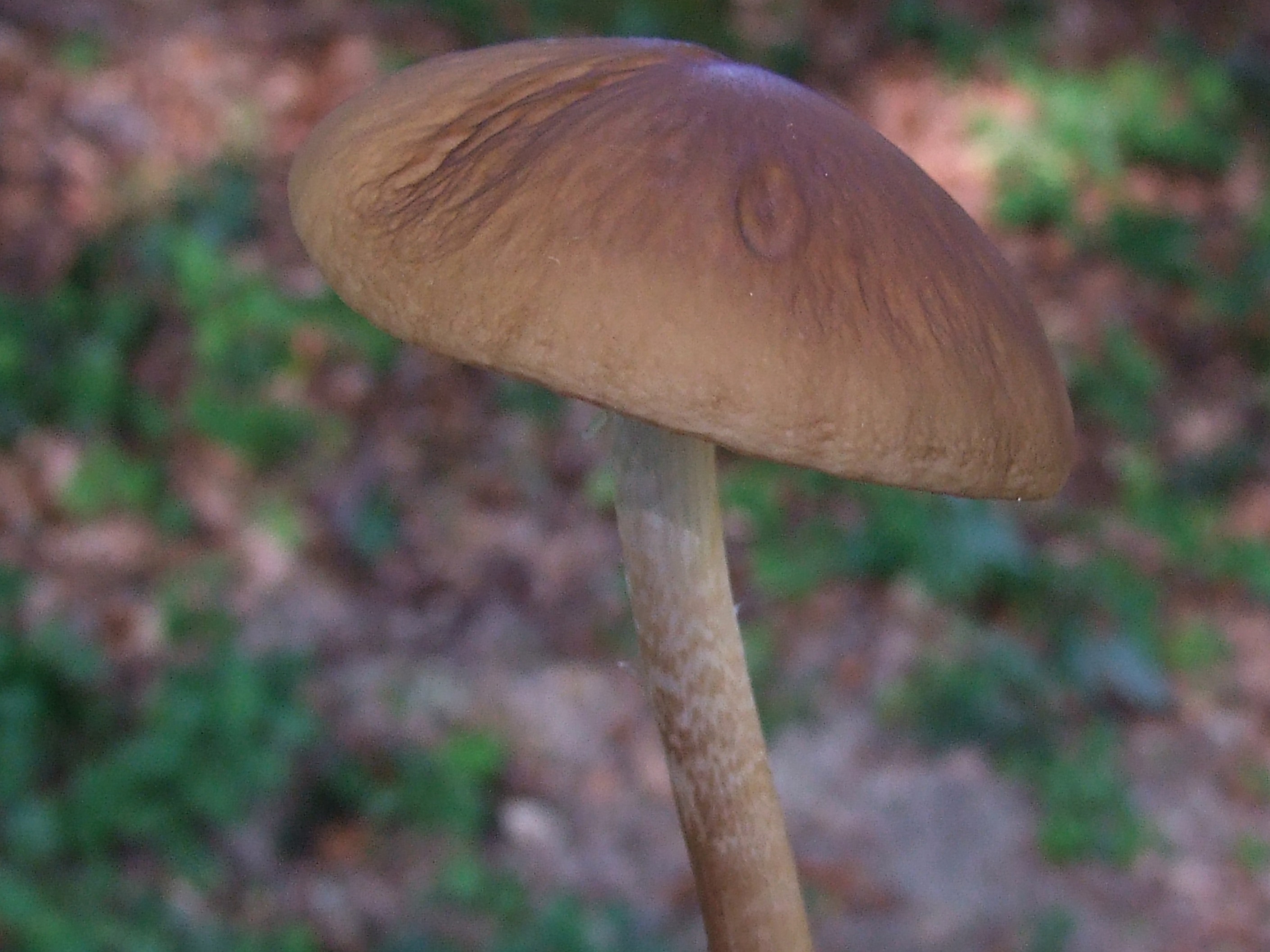 Runzeliger Dachpilz – Pluteus phlebophorus