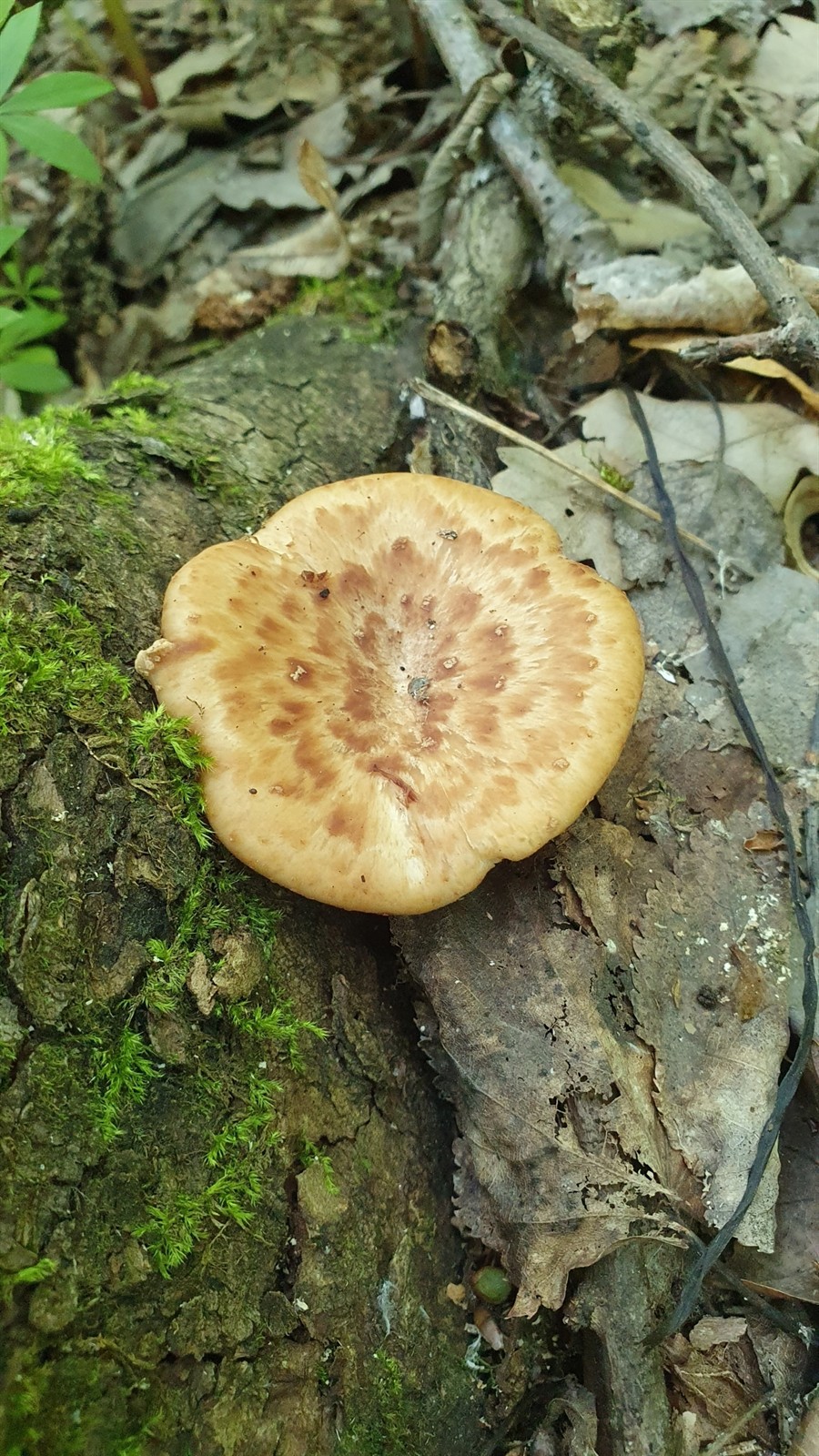 Gomoljasta rupičarka – Polyporus tuberaster