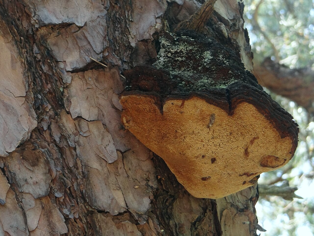 Pine bracket – Porodaedalea pini