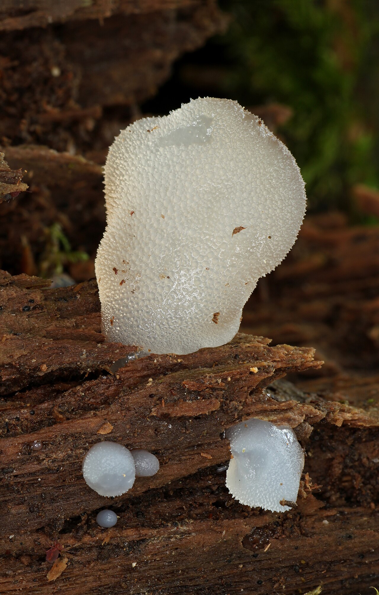 Zitterzahn – Pseudohydnum gelatinosum