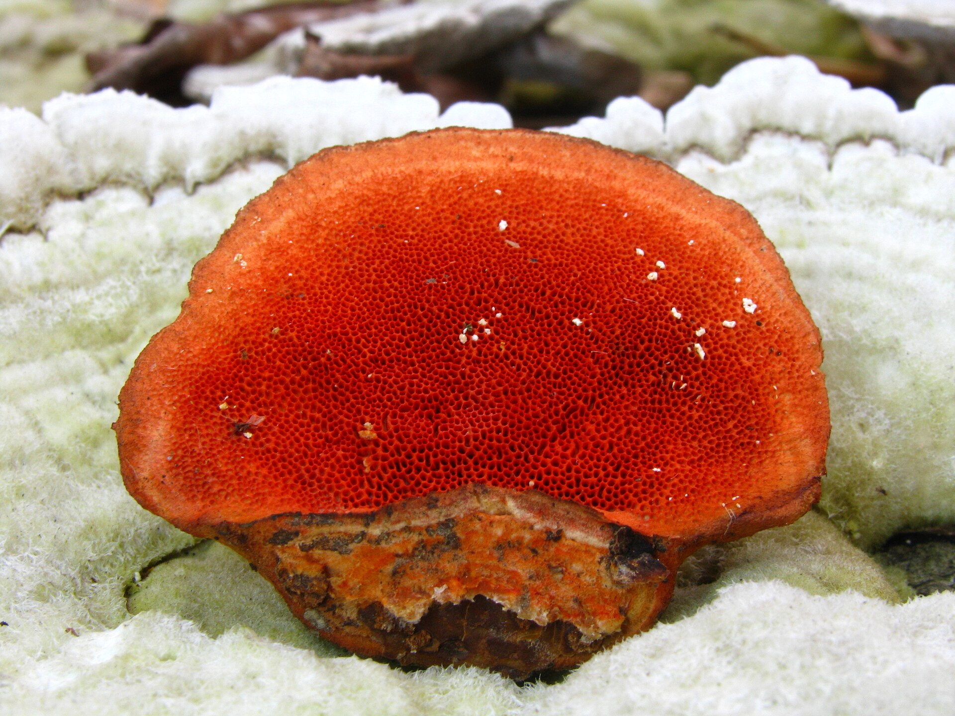 Cinoberasta rupičarka – Pycnoporus cinnabarinus