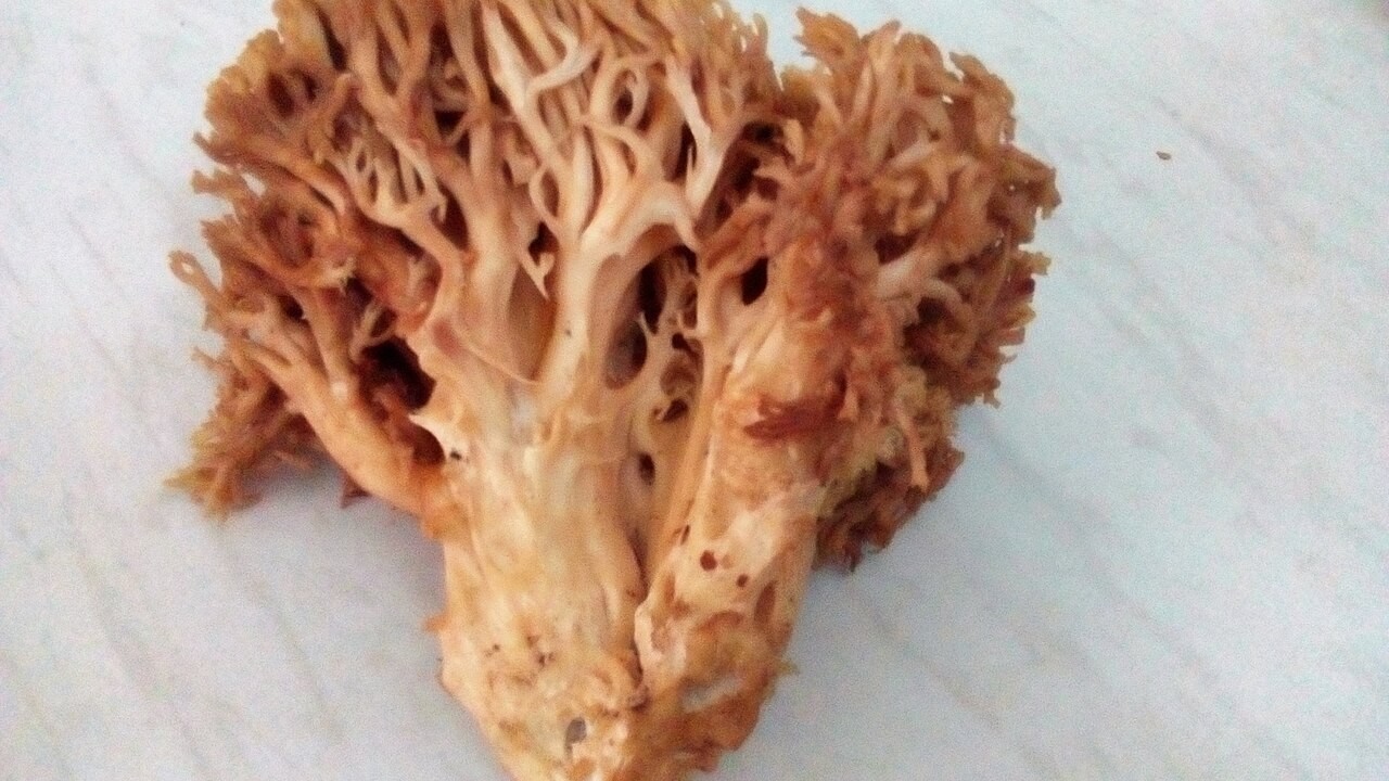 Zlatna griva – Ramaria aurea