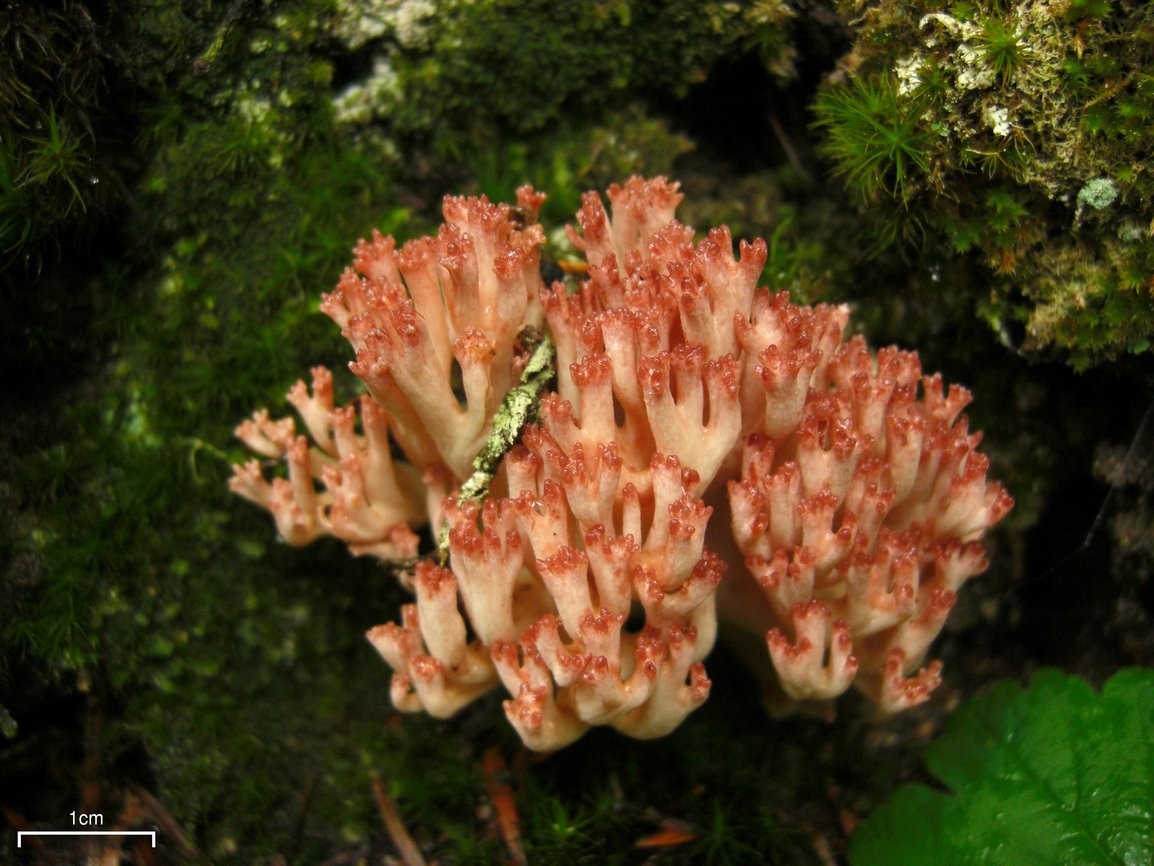 Rdeča griva – Ramaria botrytis