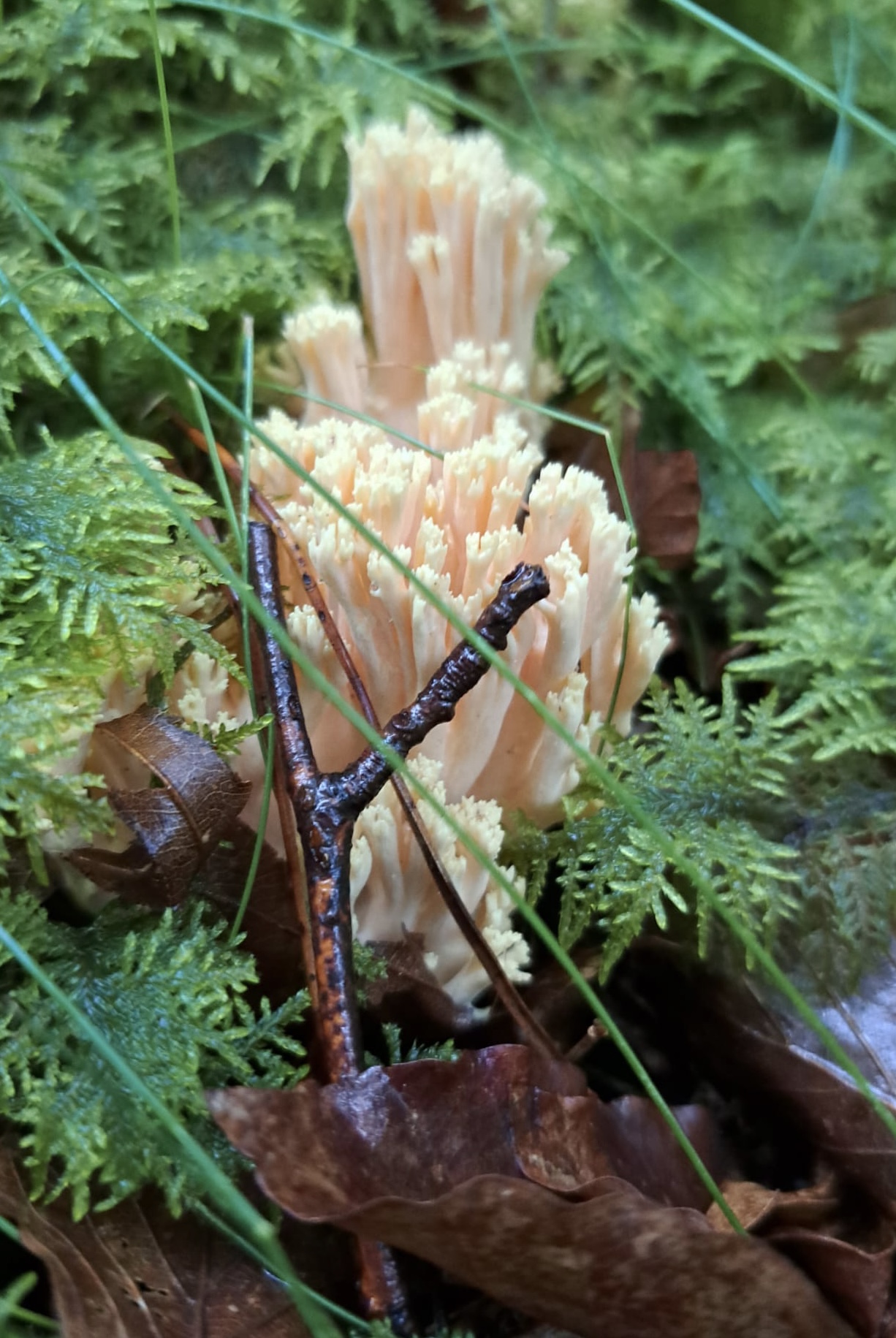 Lijepa capica – Ramaria formosa