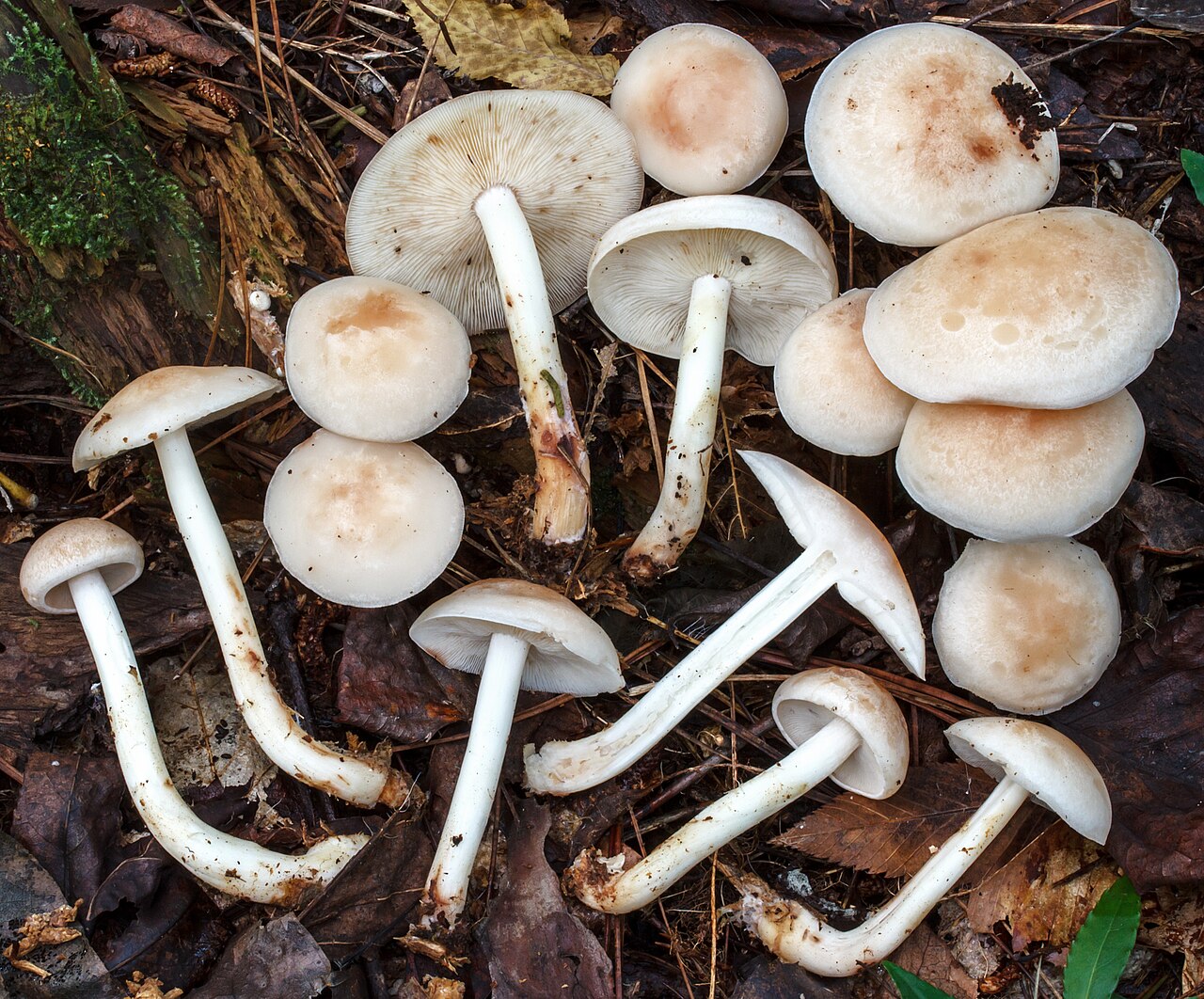 Pegasta korenarka – Rhodocollybia maculata