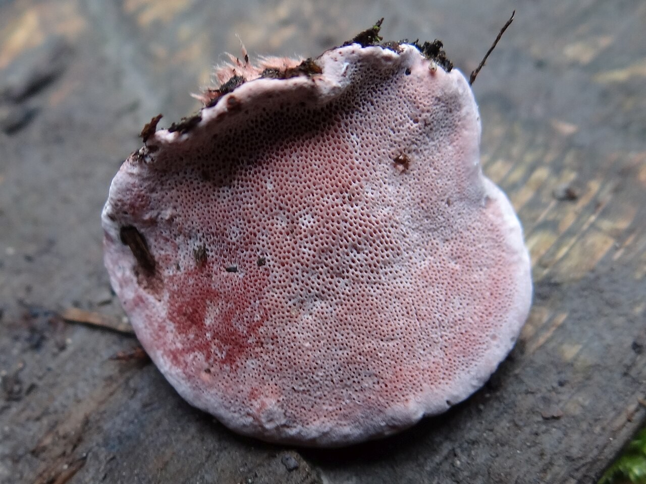 Rosy conk – Rhodofomes roseus