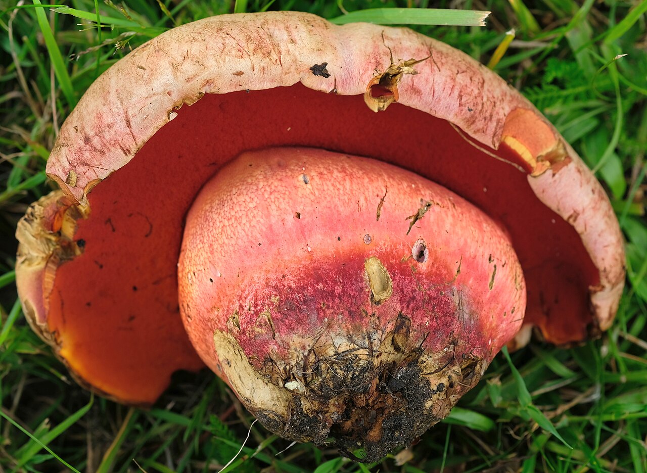 Le Galin vrganj – Rubroboletus legaliae