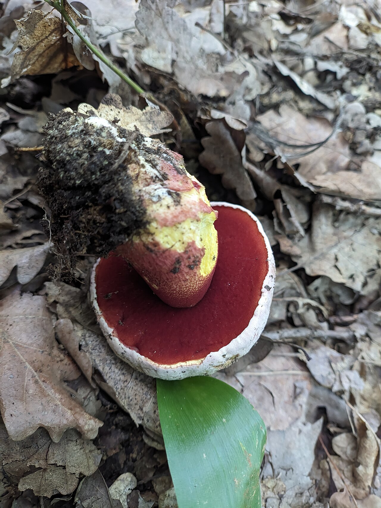 Rdečerumeni rubinovec – Rubroboletus rhodoxanthus