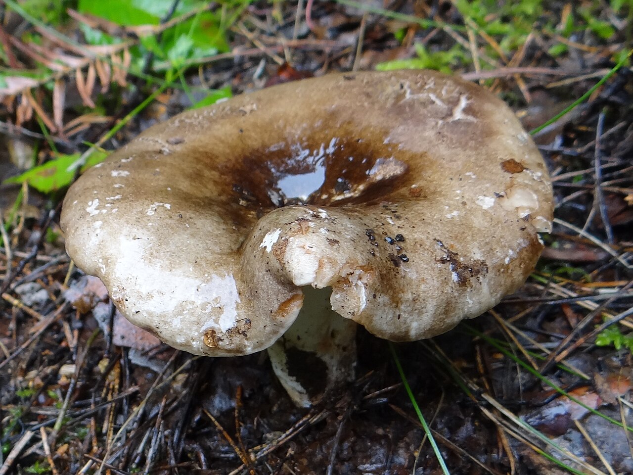 Čađava golubača – Russula adusta