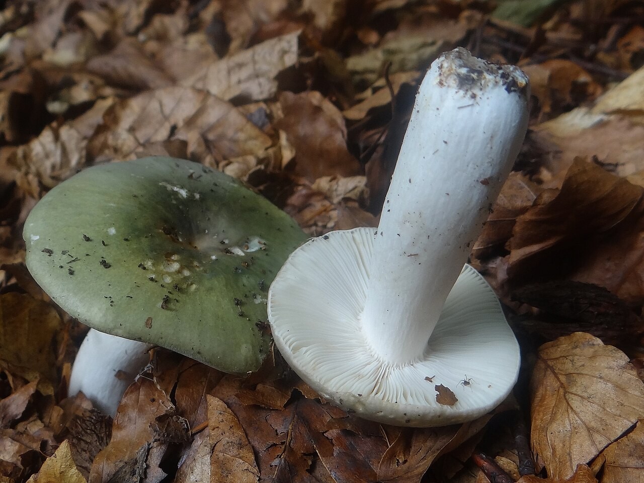 Zelena krasnica – Russula aeruginea
