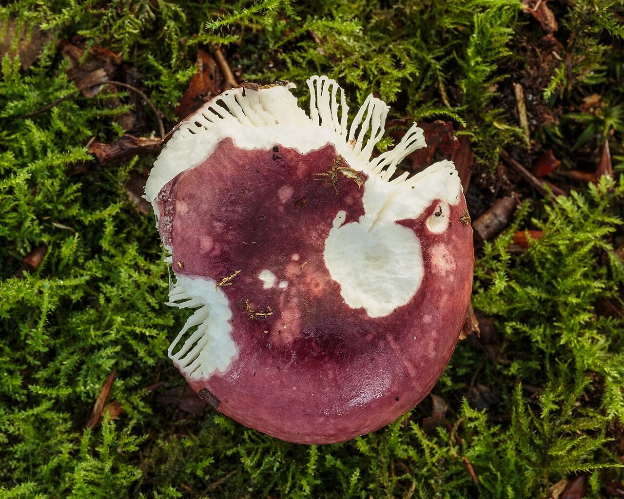 Purpurschwarzer Täubling – Russula atropurpurea