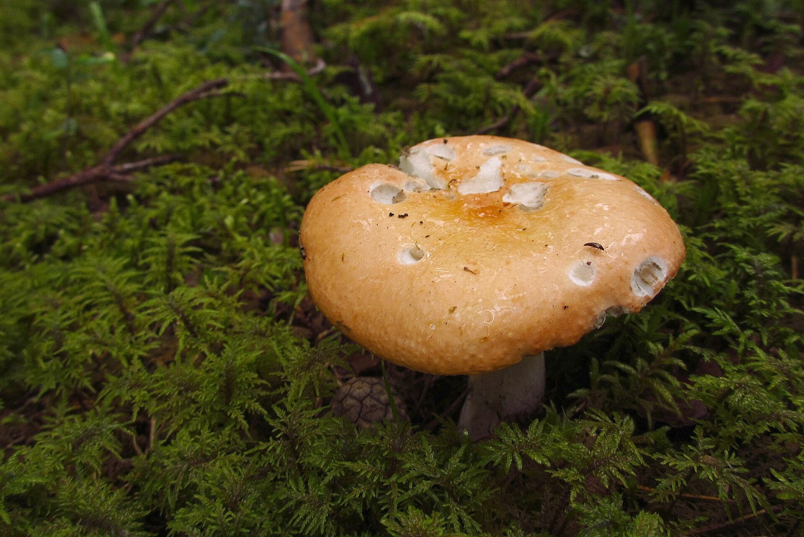 Siveća krasnica – Russula decolorans