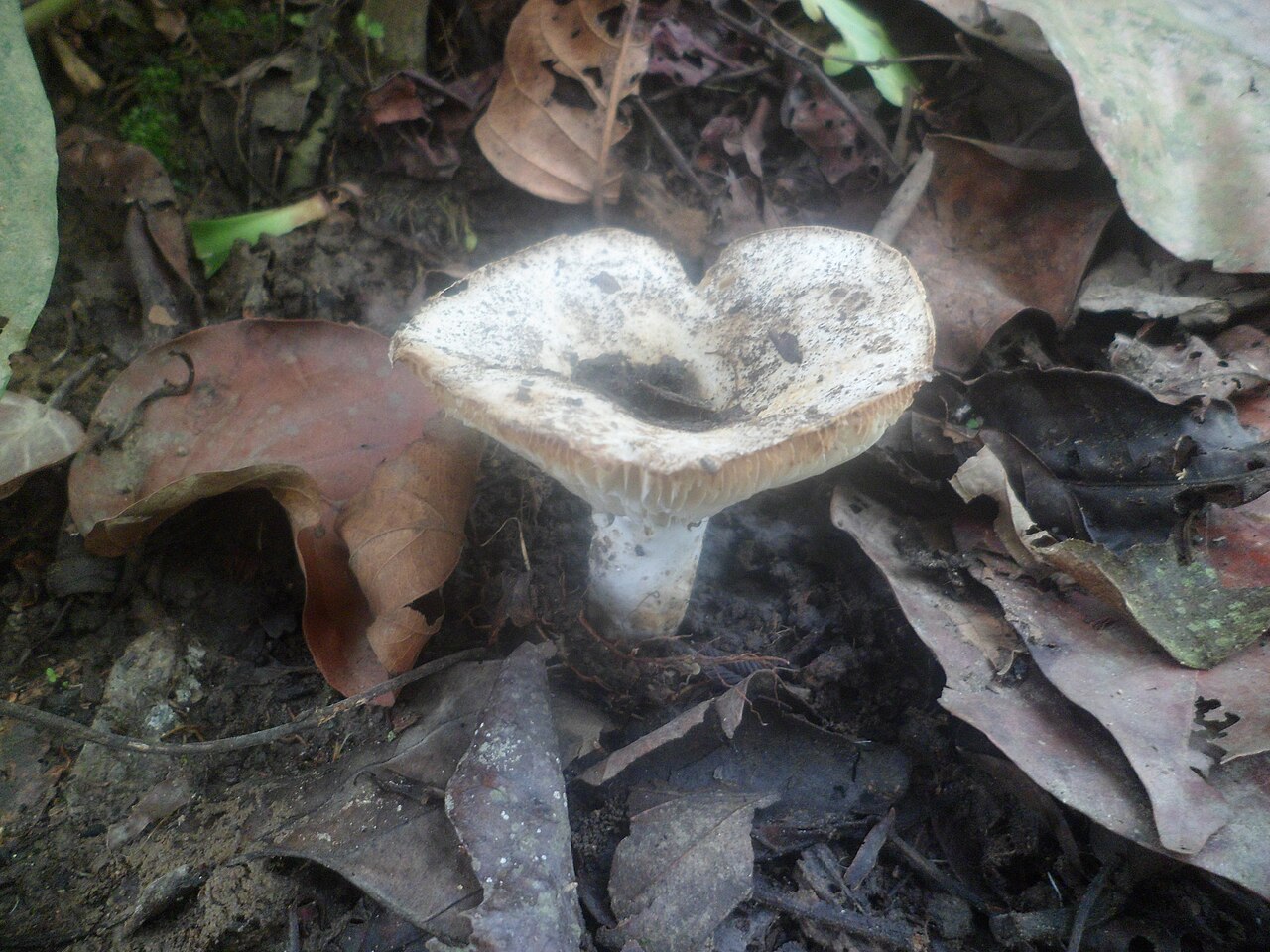 Gemeiner Weiß-Täubling – Russula delica