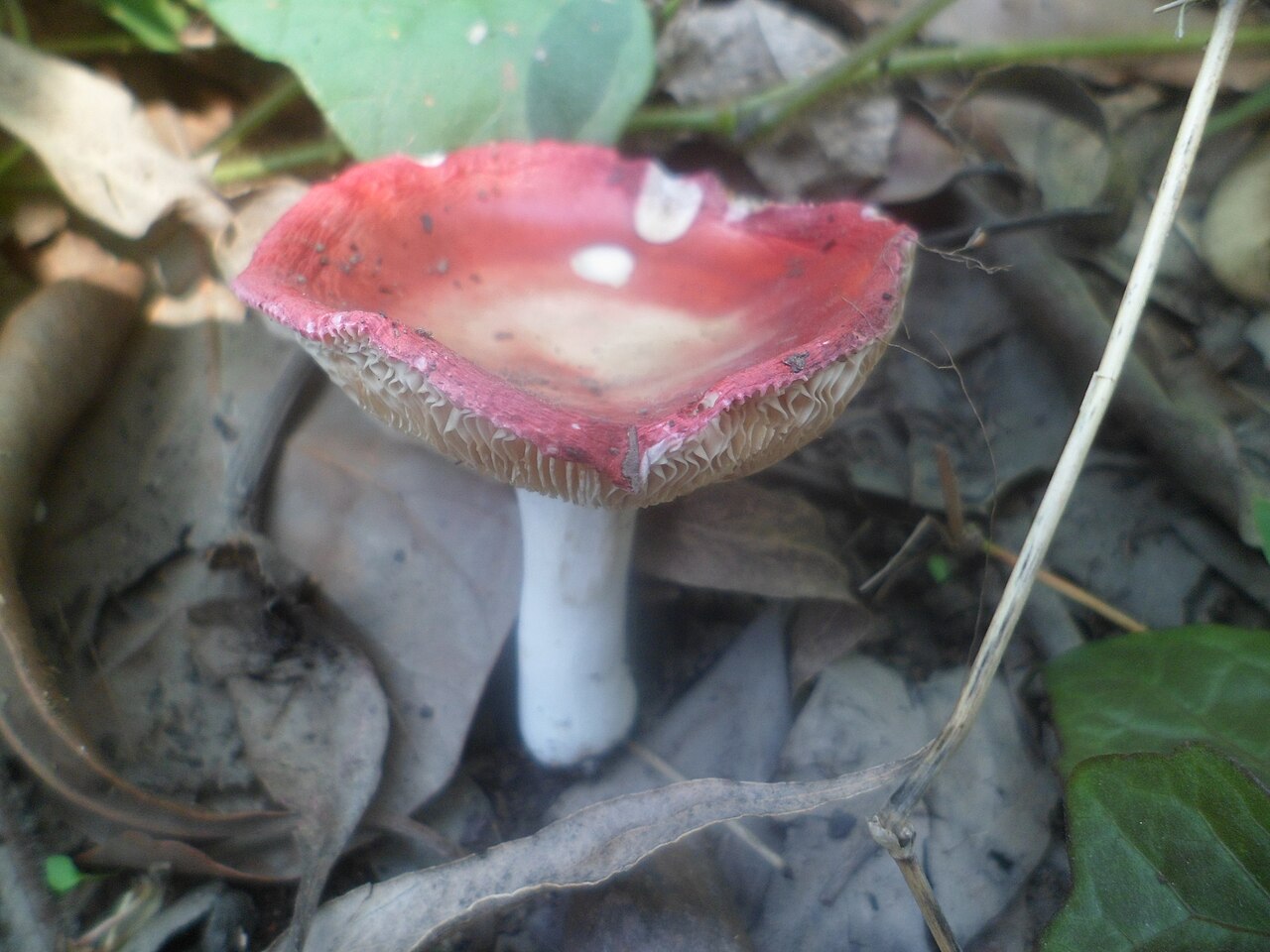 Spei-Täubling