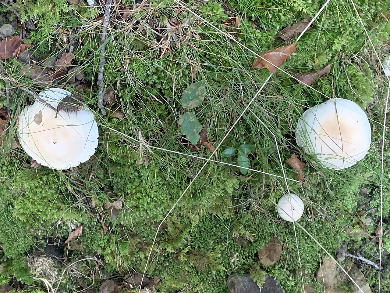 Gallentäubling – Russula fellea