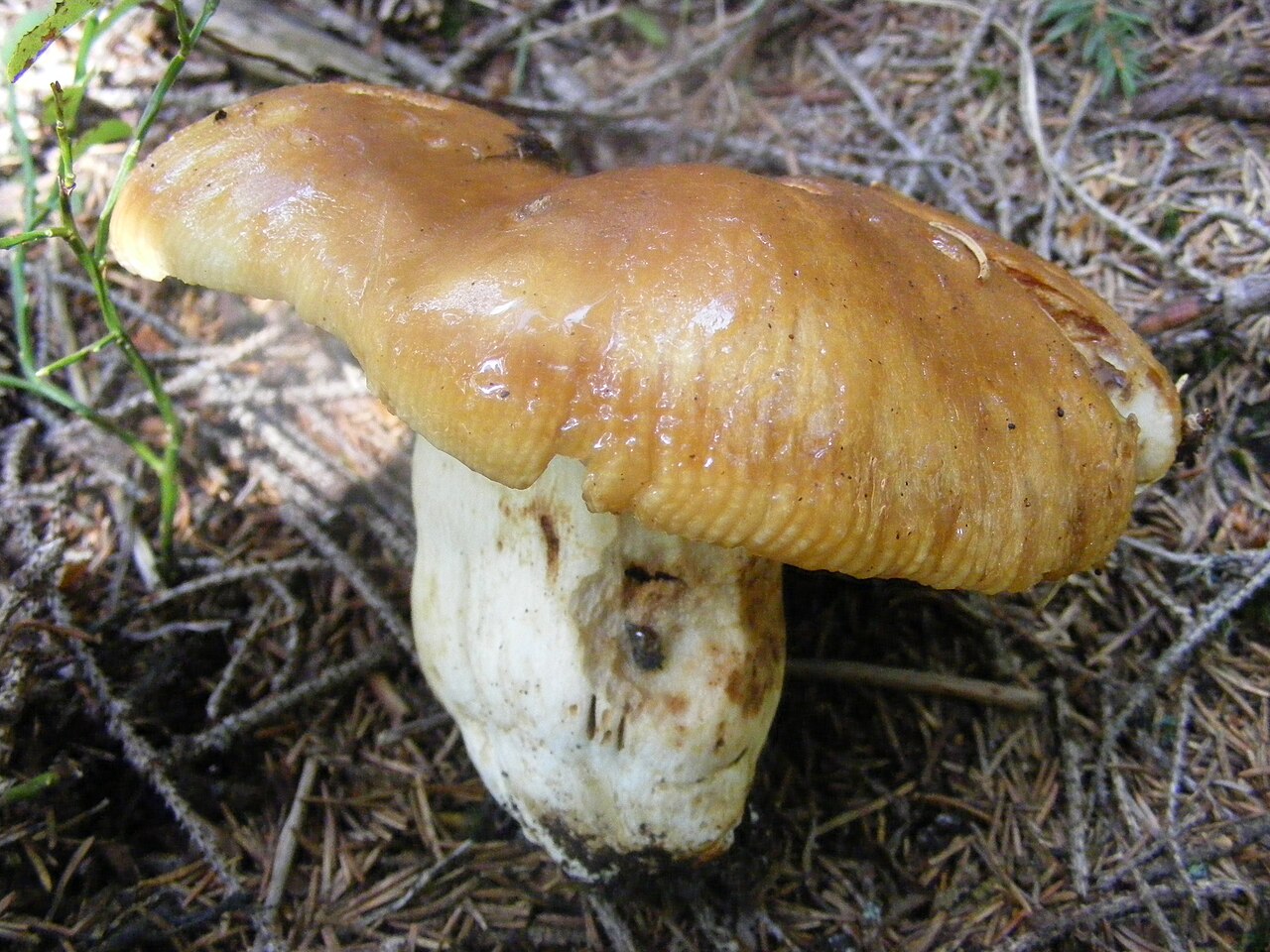 Stink-Täubling – Russula foetens