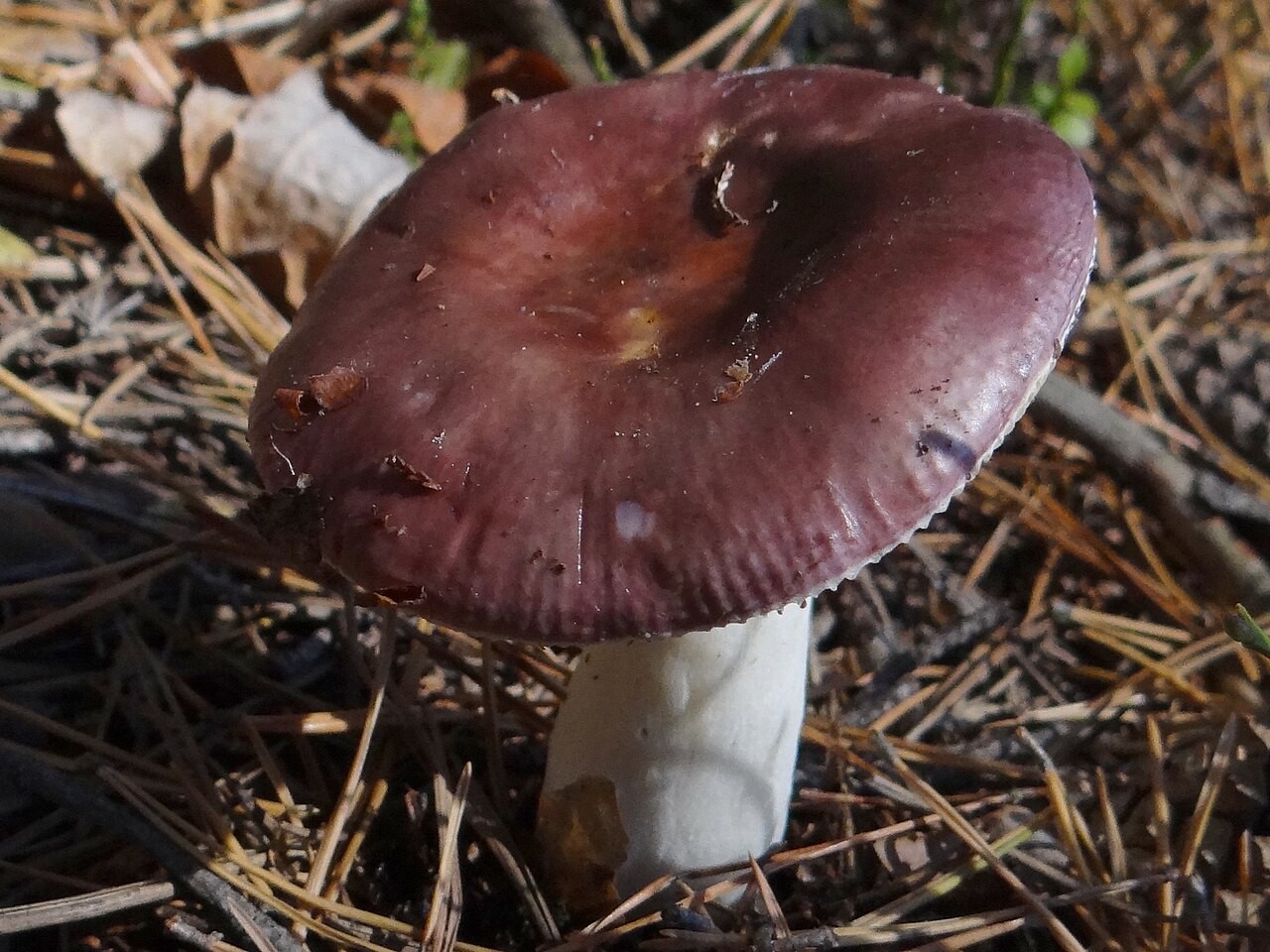 Krhka krasnica – Russula fragilis