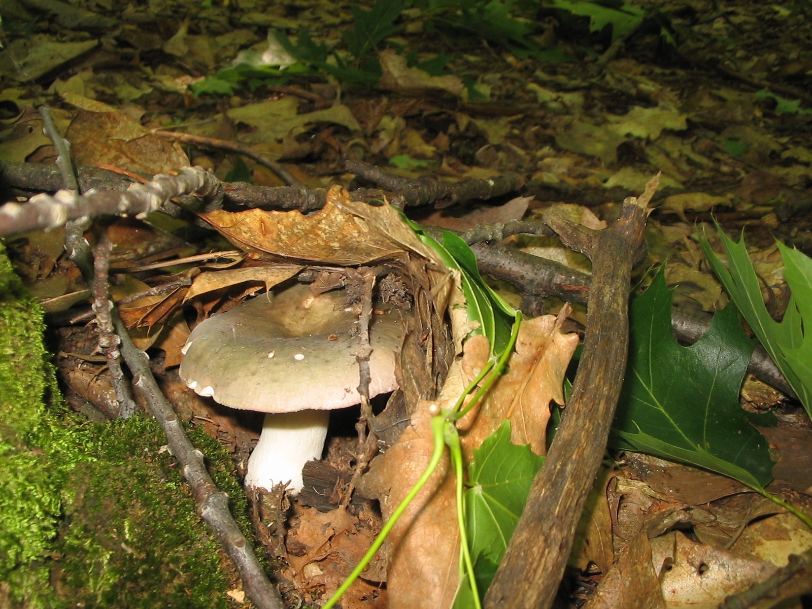 Grauvioletter Täubling – Russula grisea