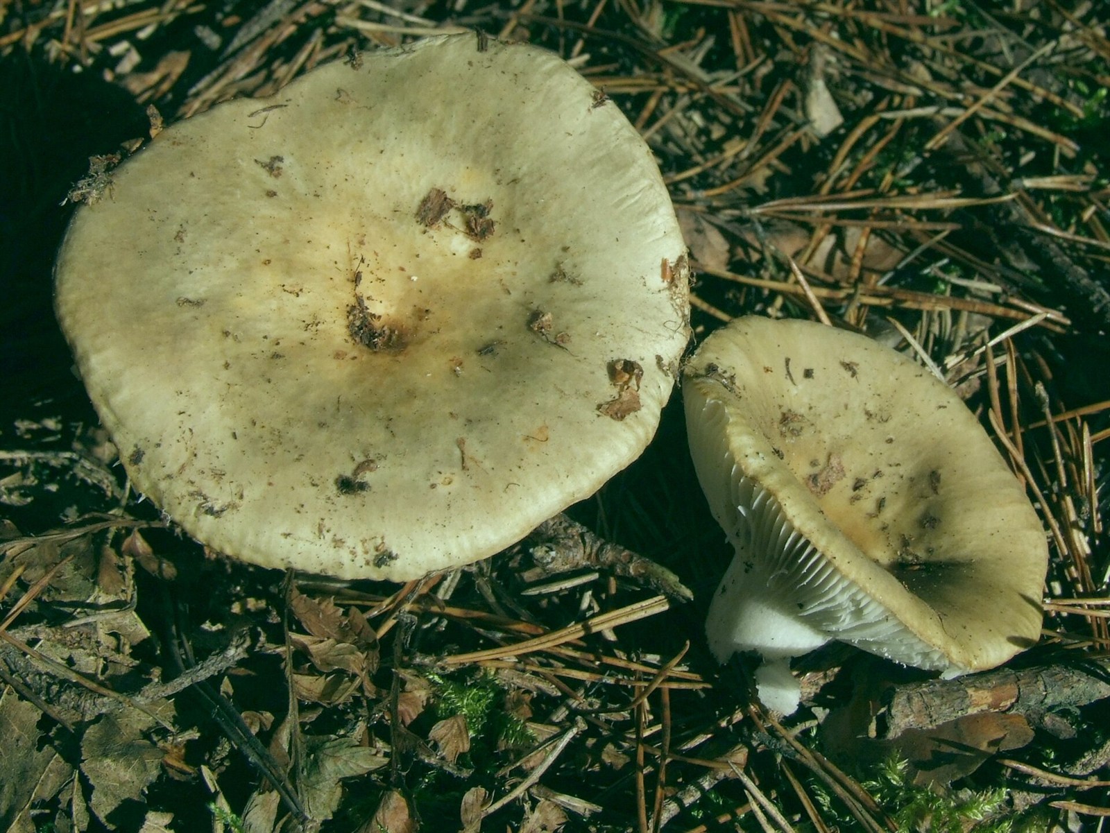 Zelenosmeđa krasnica – Russula heterophylla