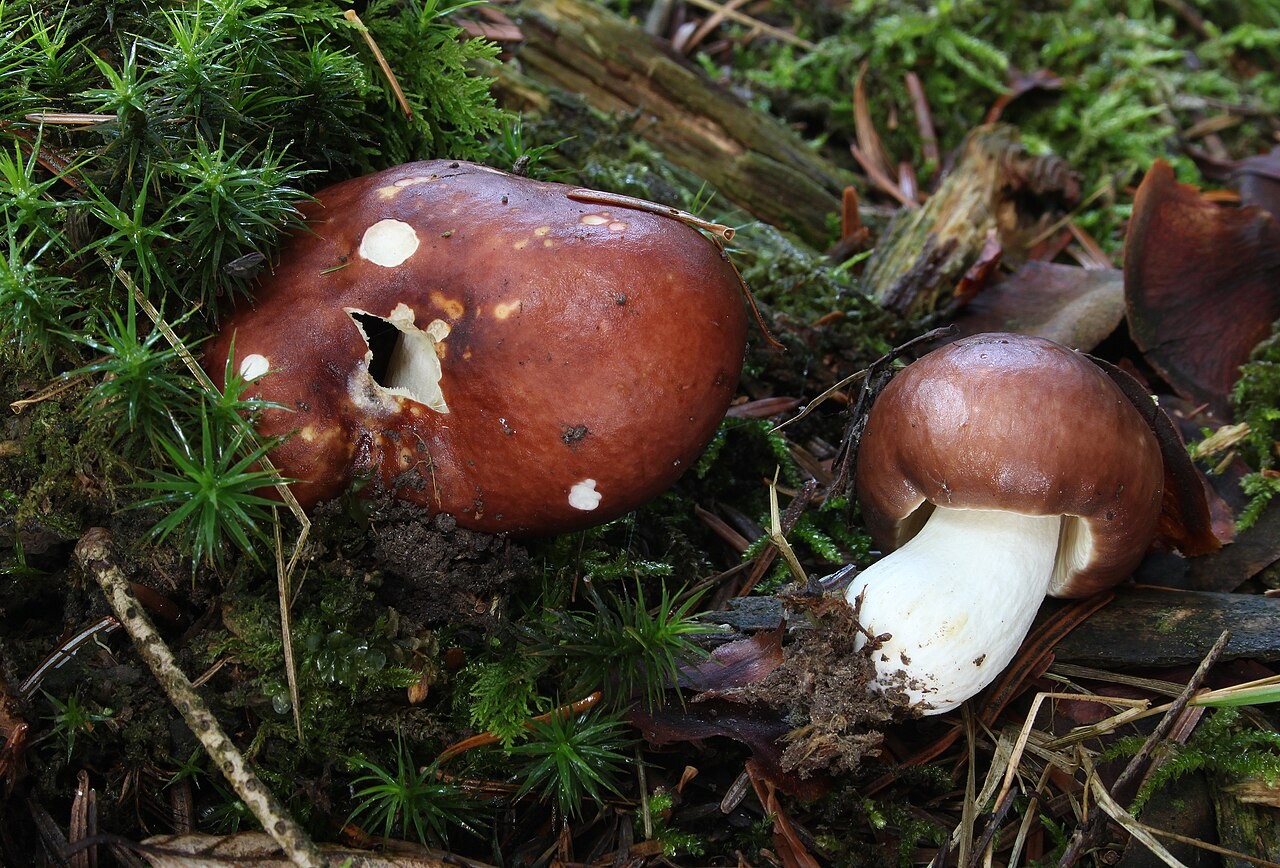 Brauner Ledertäubling – Russula integra
