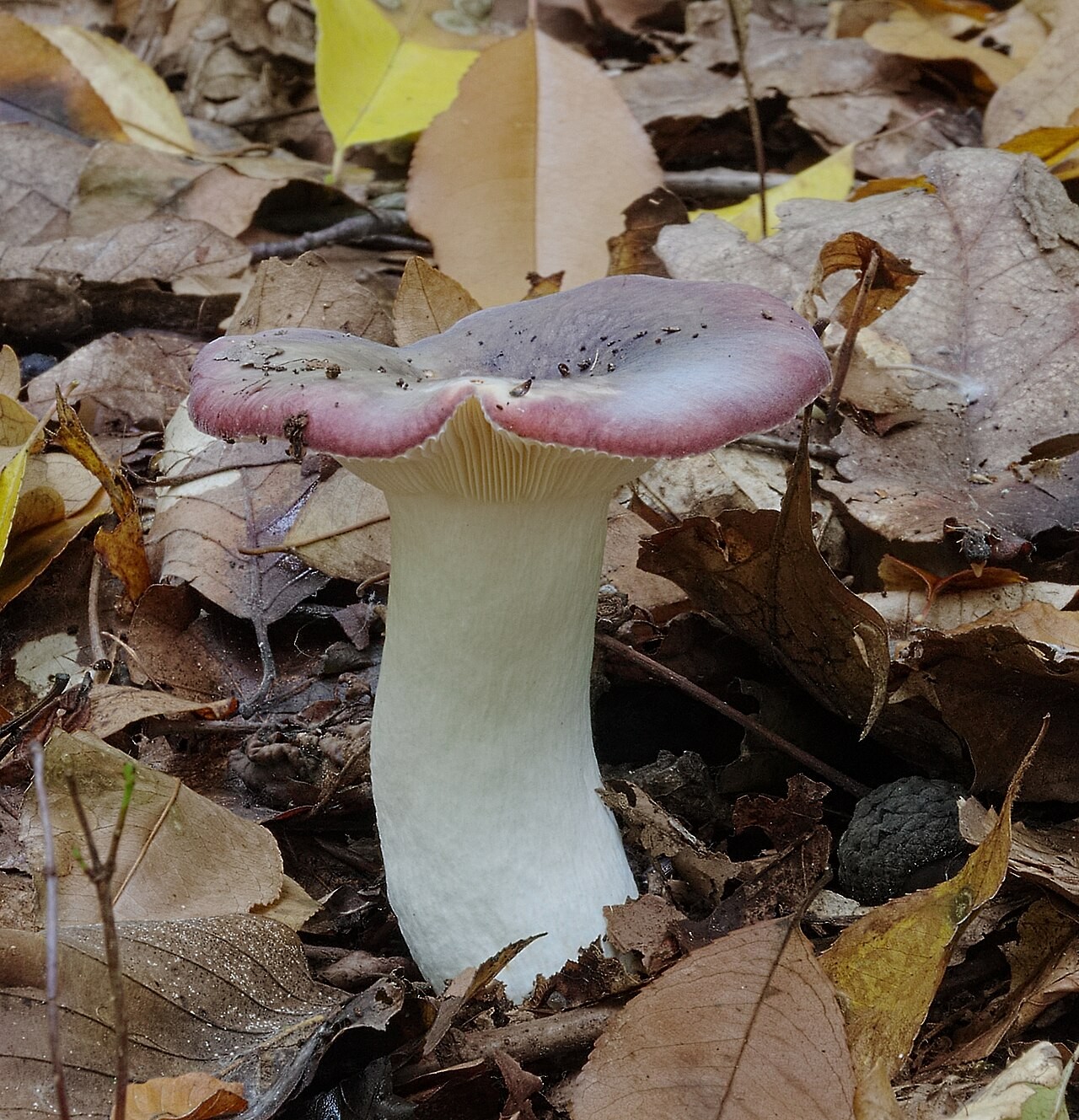 Siva krasnica – Russula ionochlora