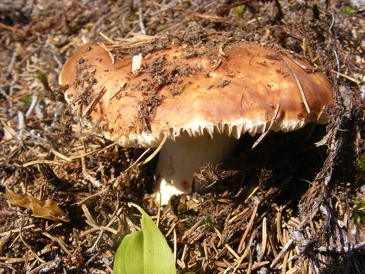Wiesel-Täubling – Russula mustelina
