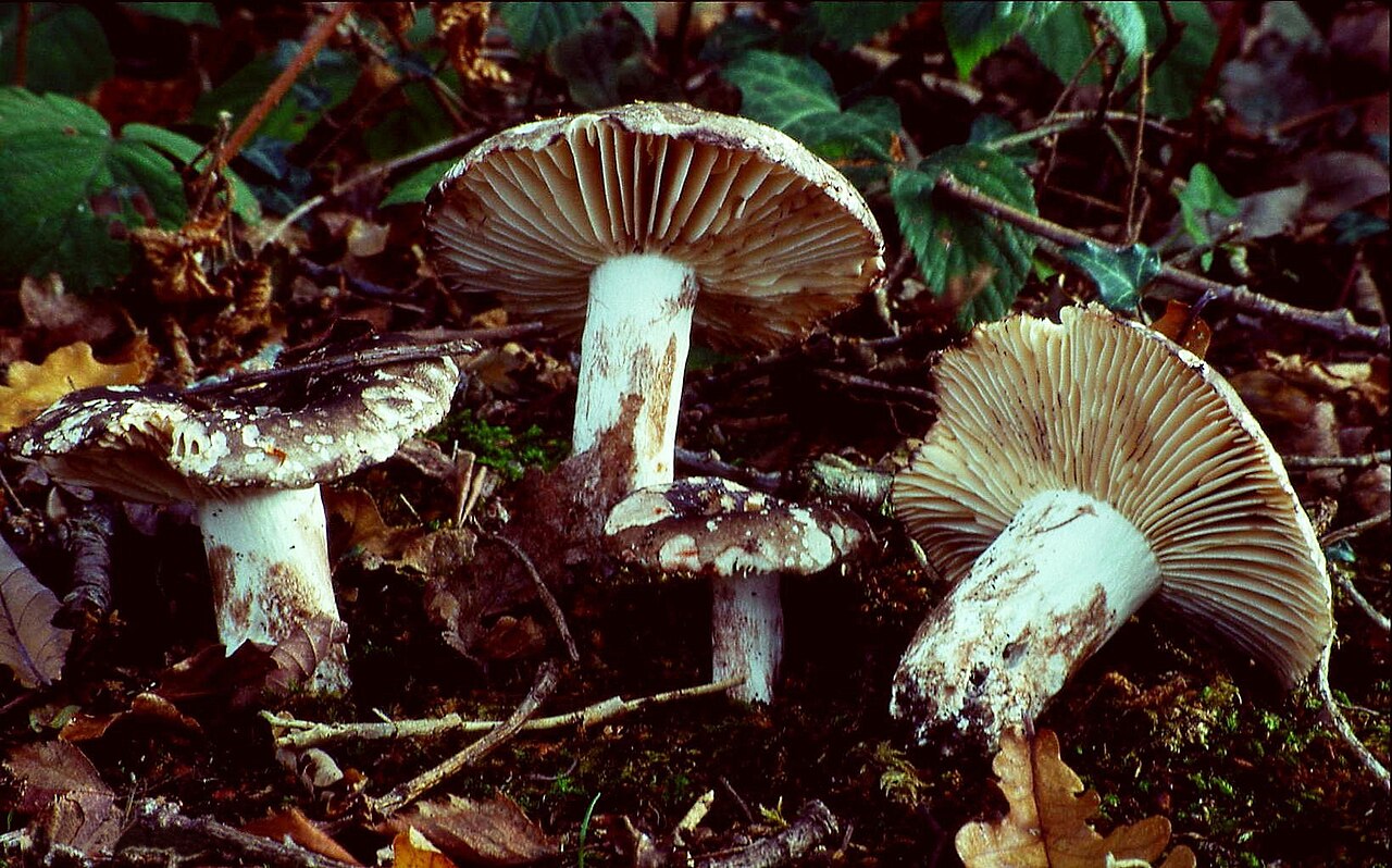 Crneća golubača – Russula nigricans