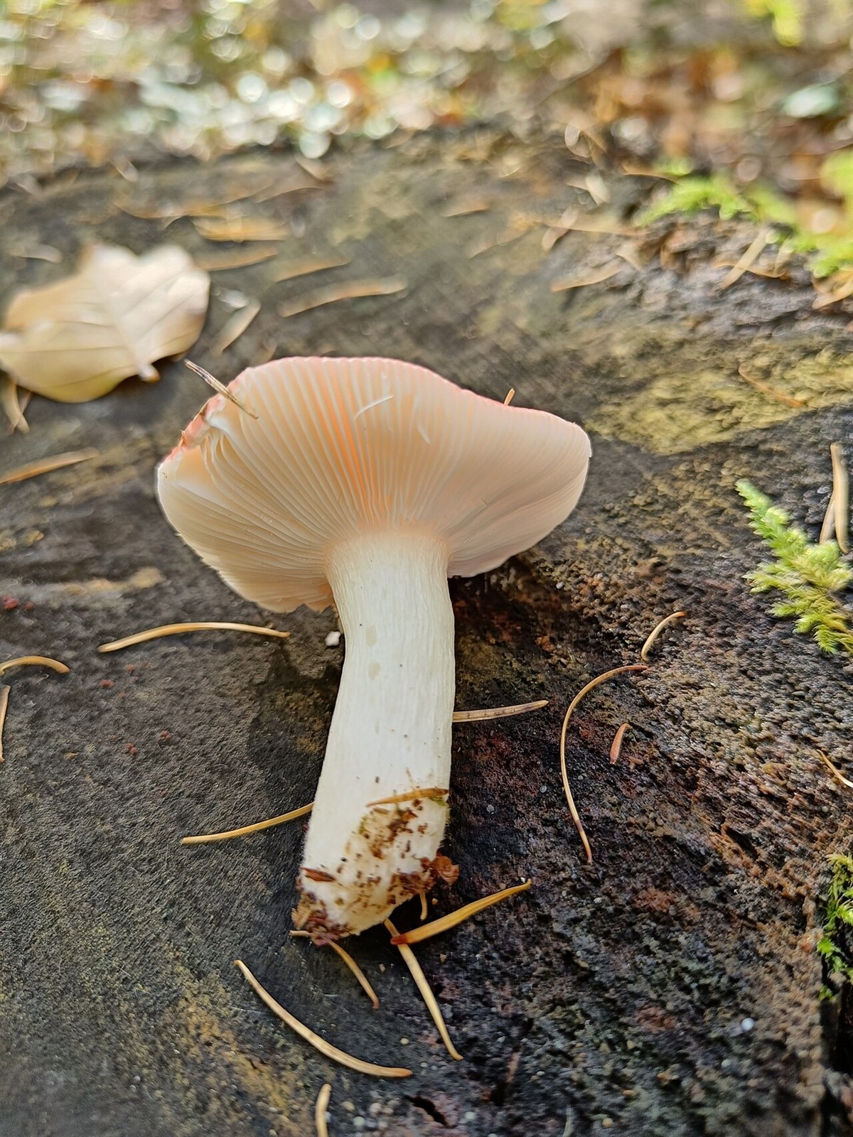Buchen-Speitäubling – Russula nobilis