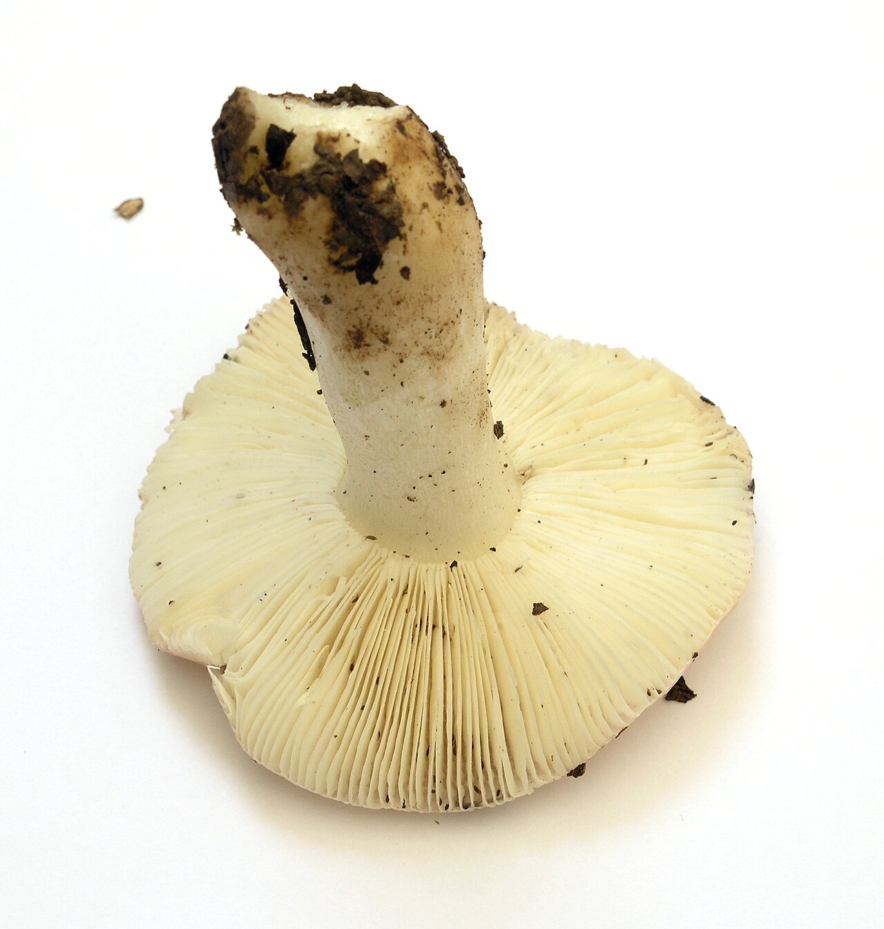 Ocker-Täubling – Russula ochroleuca