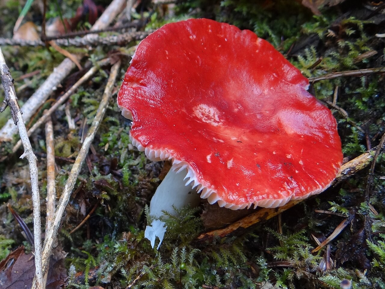 Apfel-Täubling – Russula paludosa