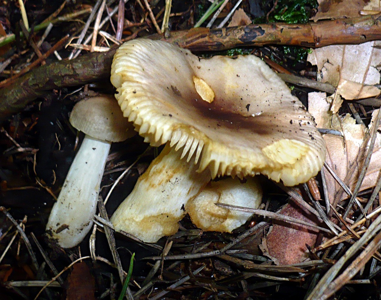 Milder Wachstäubling – Russula puellaris
