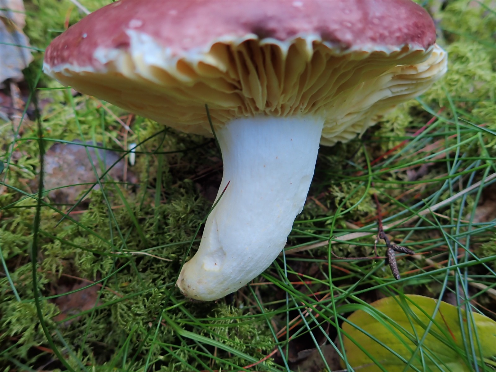 Malinasta krasnica – Russula romellii