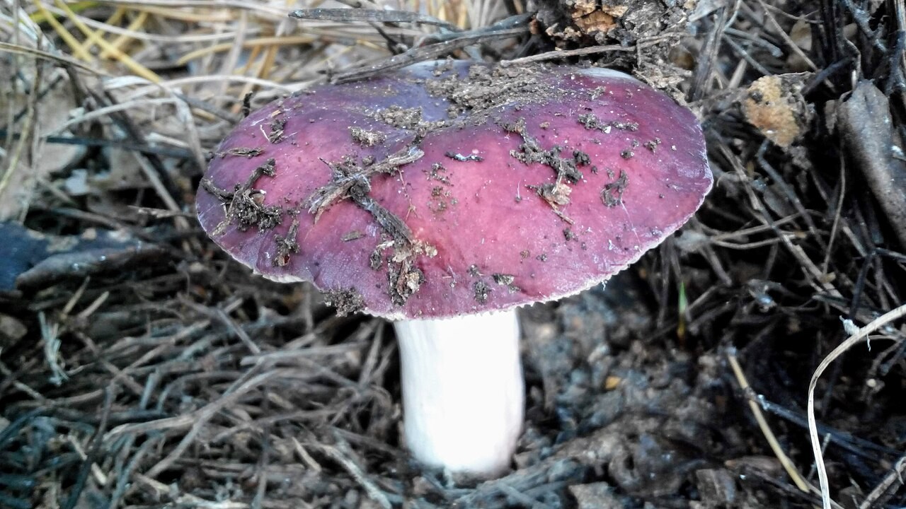 Trda golobica – Russula rosea