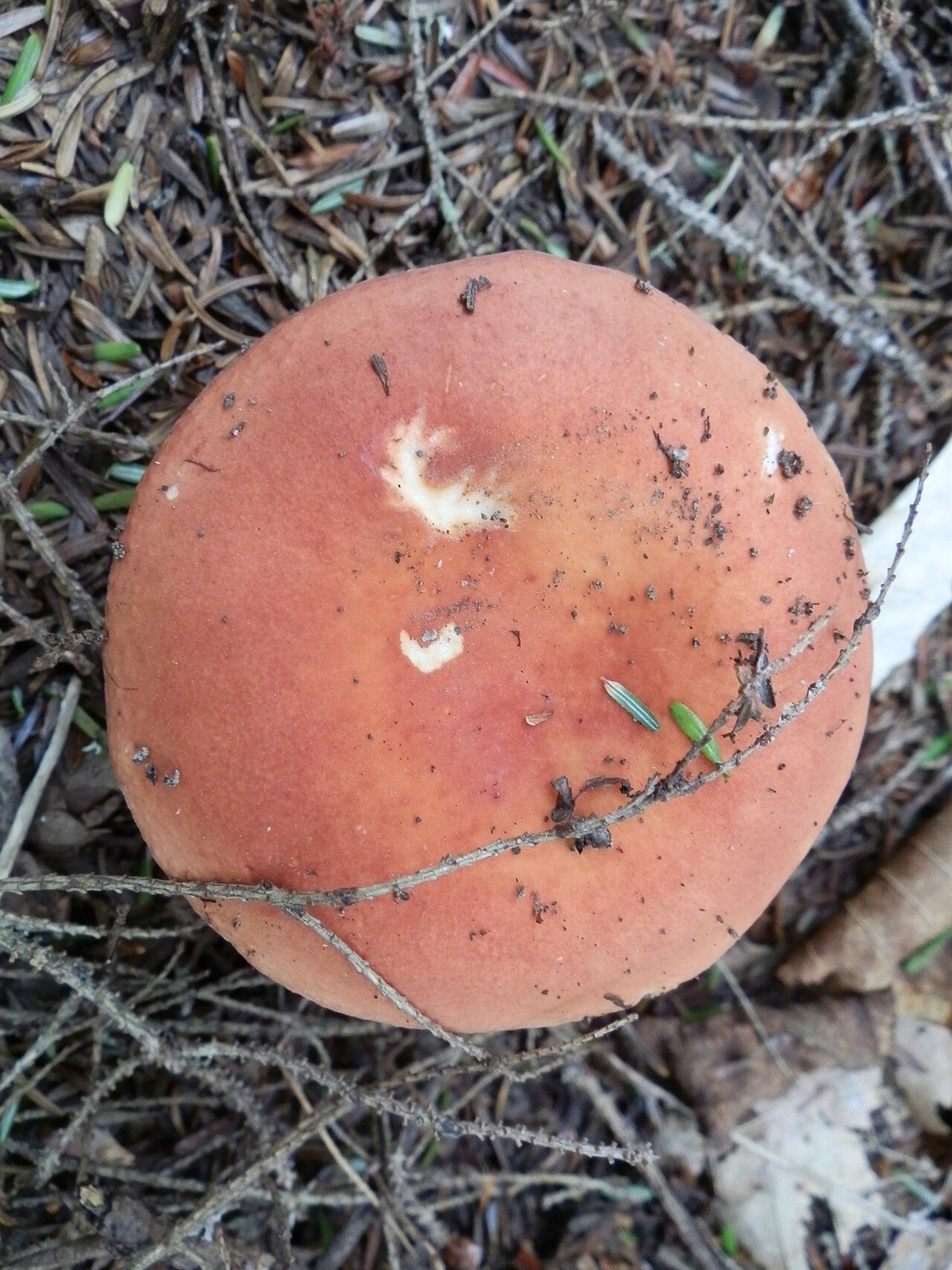 Blut-Täubling – Russula sanguinaria