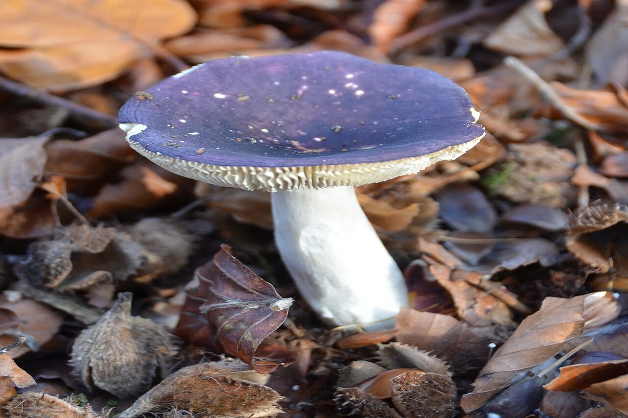 Jodoform-Täubling – Russula turci