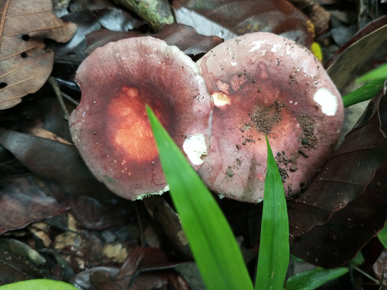 Fleischroter Speise-Täubling