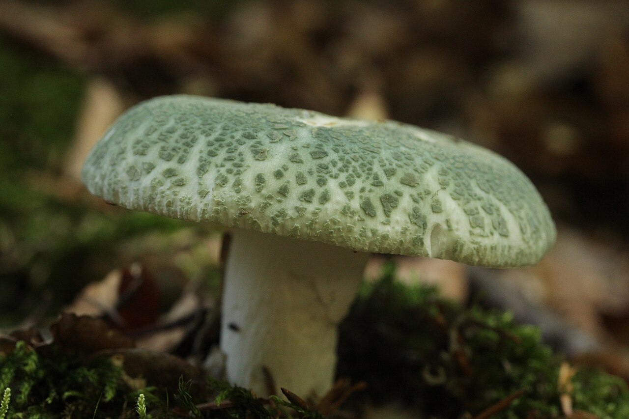Grüngefelderter Täubling