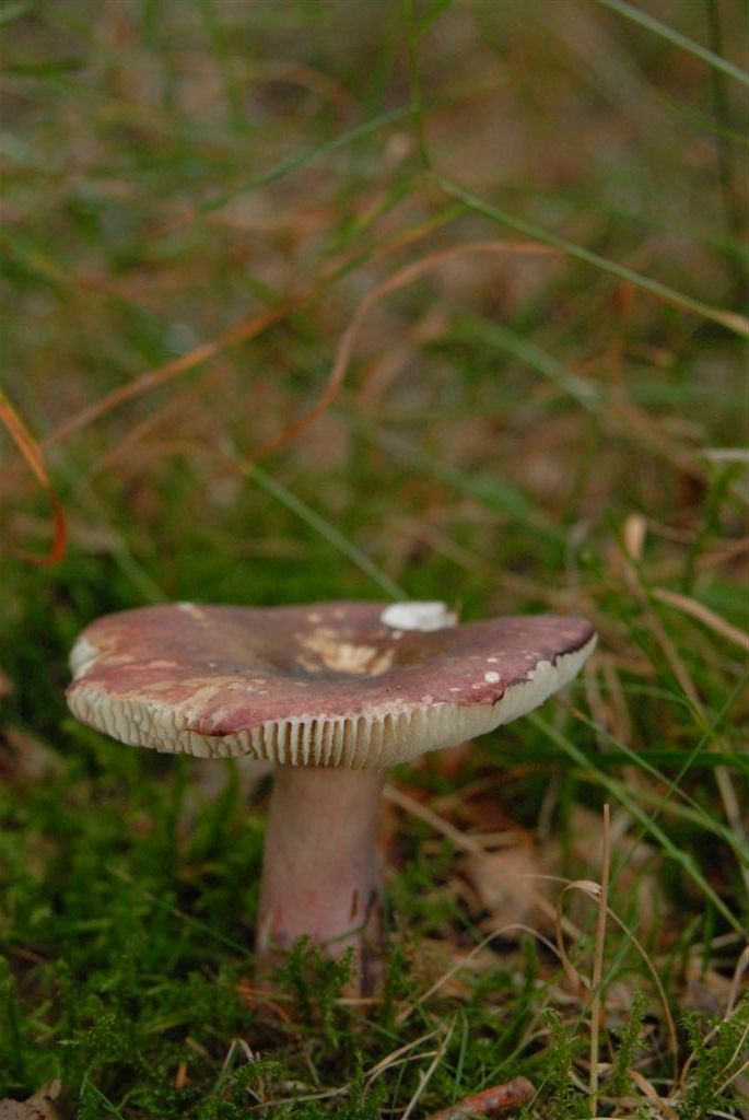 Heringstäubling – Russula xerampelina
