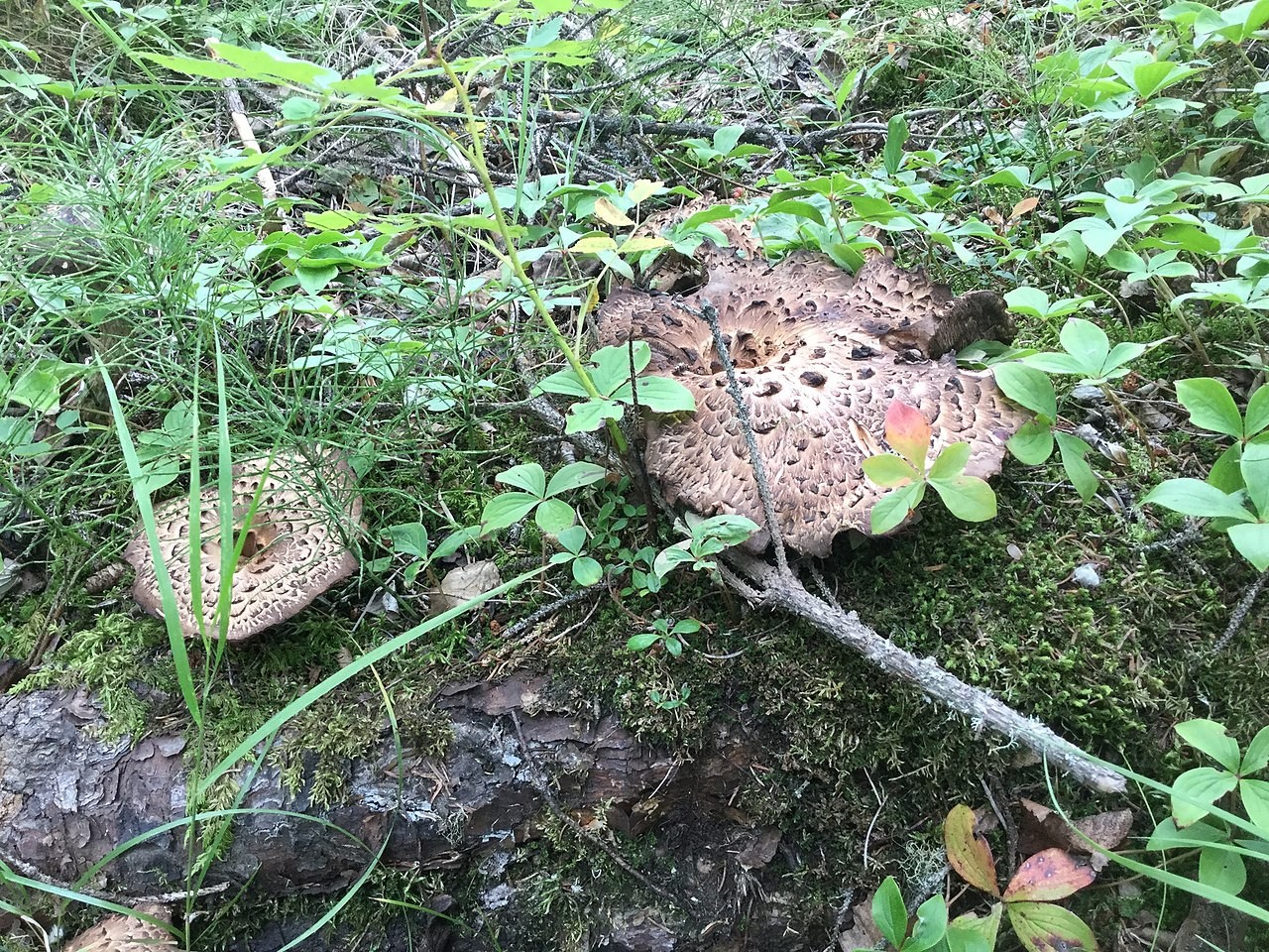 Rjavi ježevec – Sarcodon imbricatus