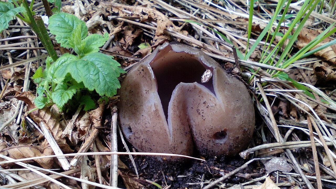 Kronenbecherling – Sarcosphaera coronaria