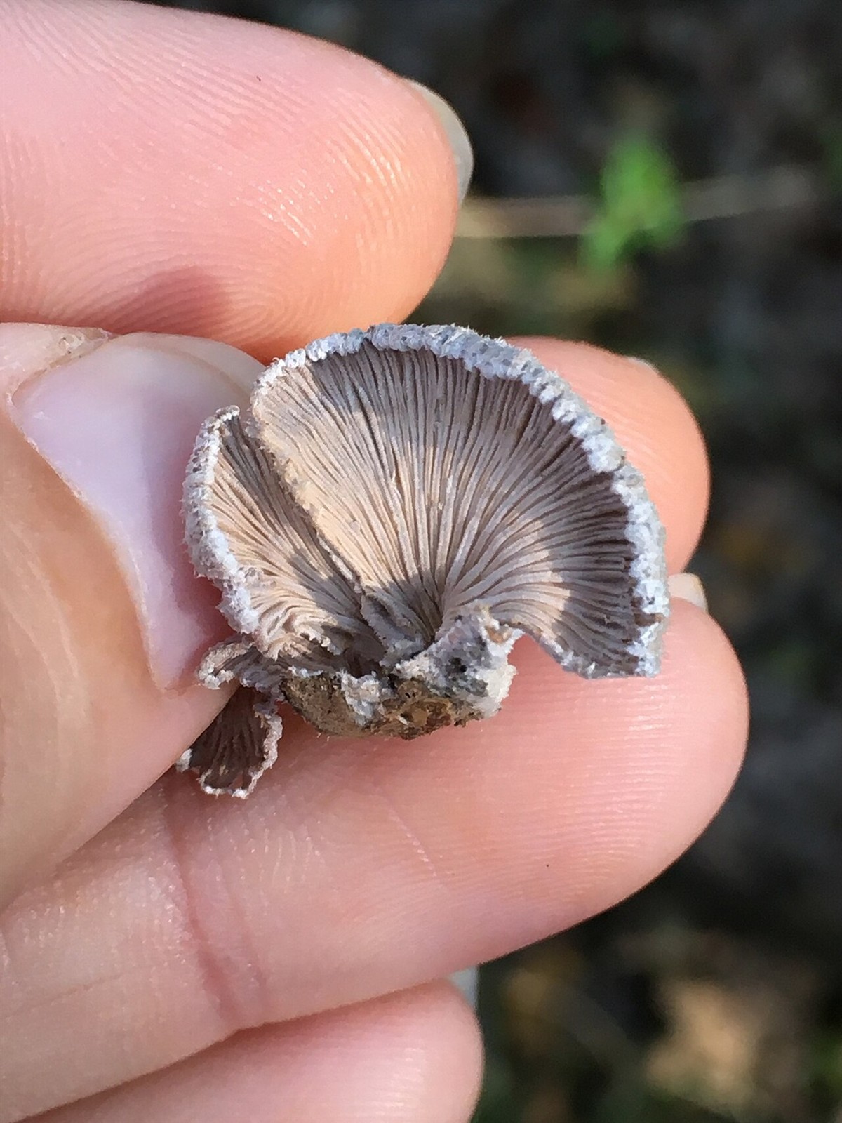 Split gill – Schizophyllum commune