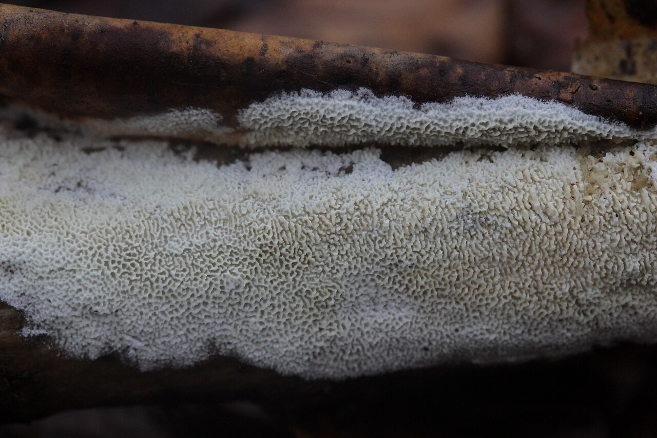 Split porecrust – Schizopora paradoxa