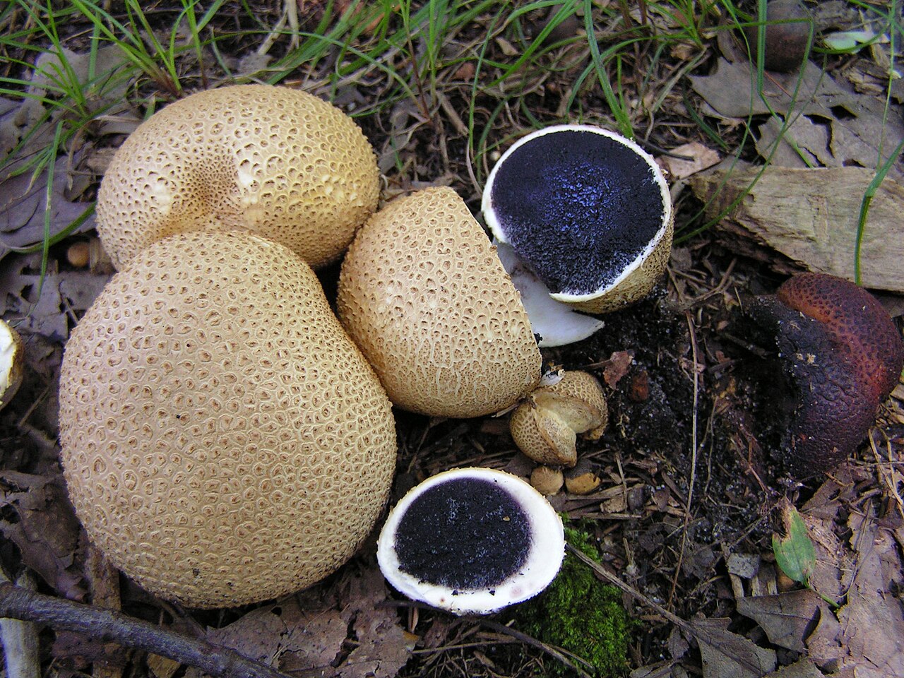 Dickschaliger Kartoffelbovist