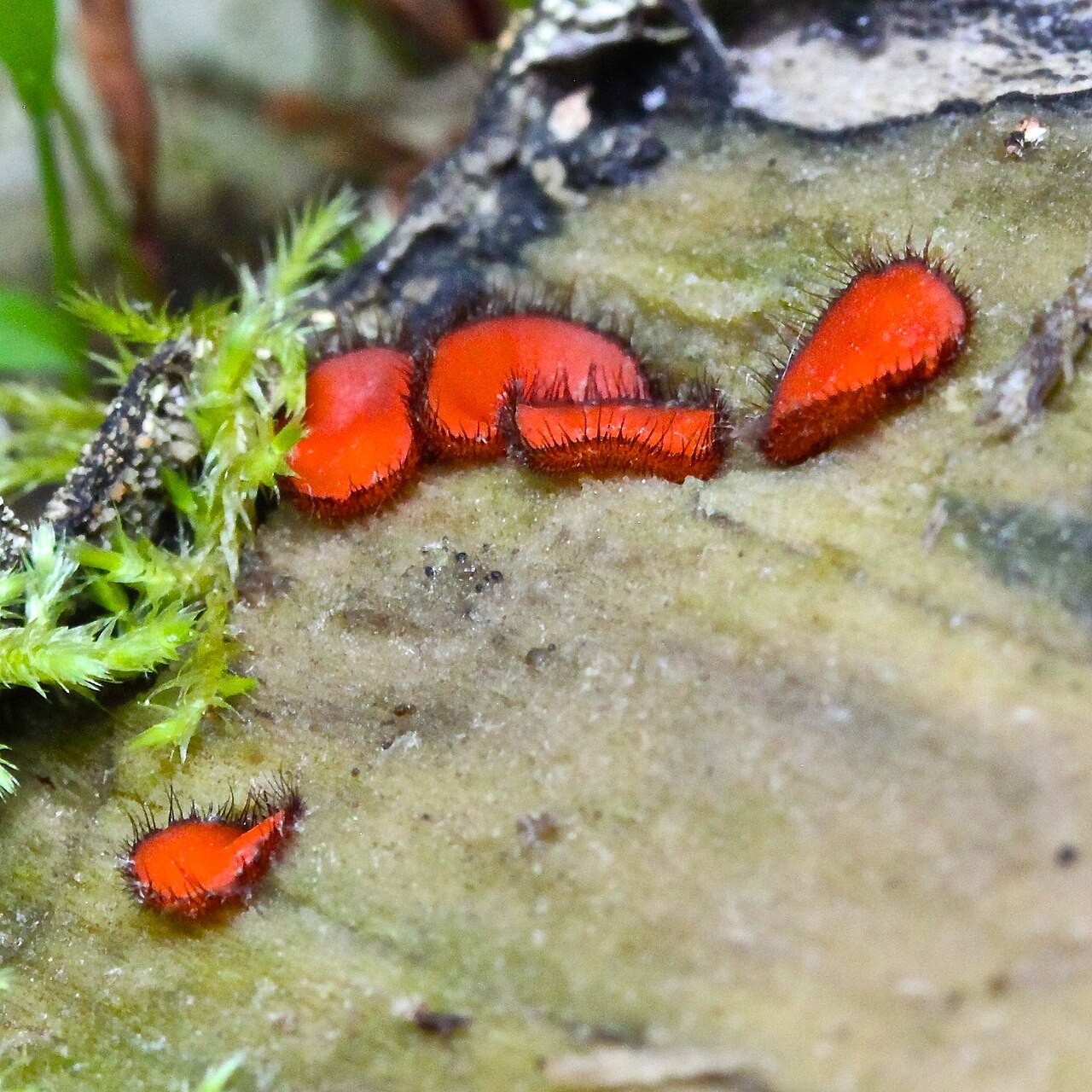 Schildborstling – Scutellinia scutellata
