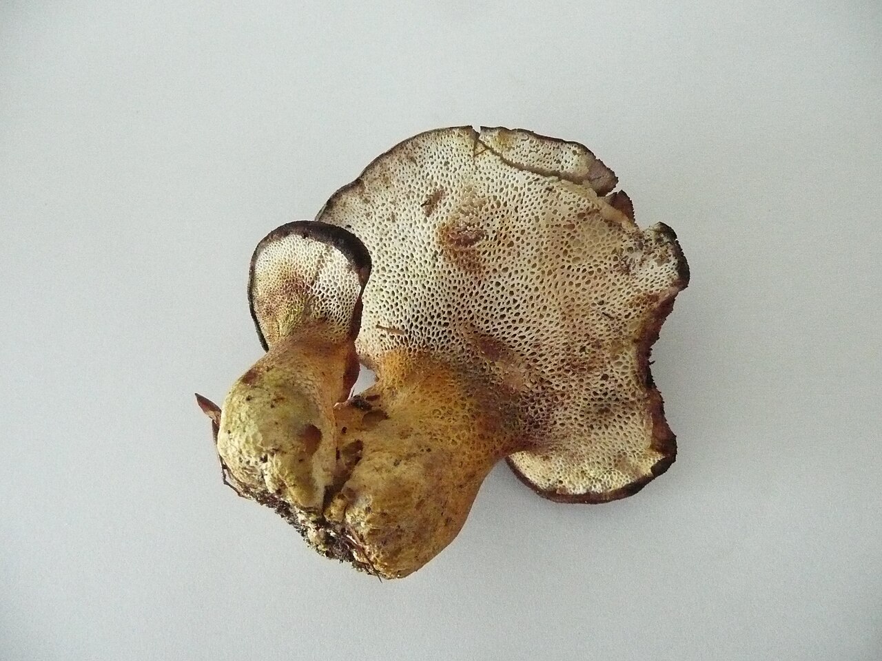 Kozonogi rupičar – Scutiger pes-caprae