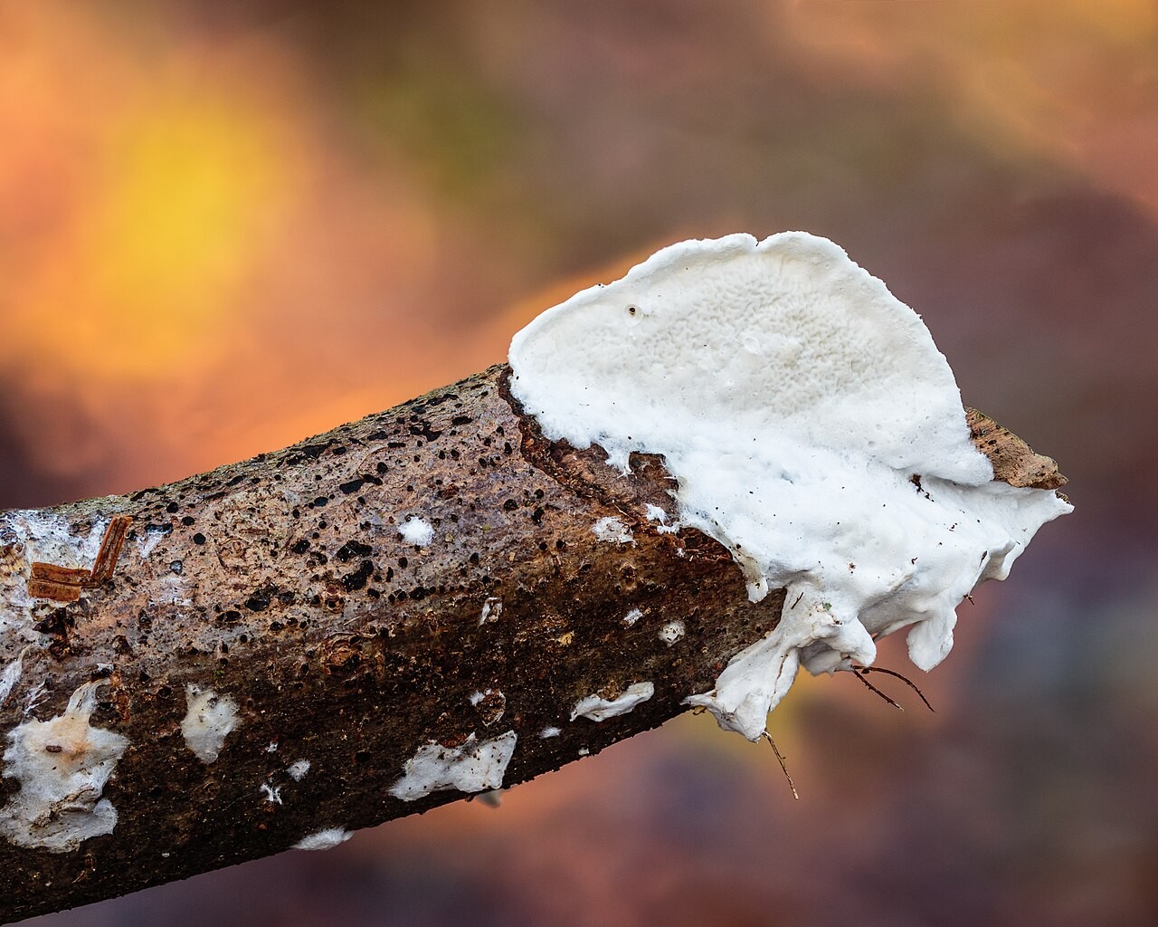 Belkasta kostenelka – Skeletocutis nivea