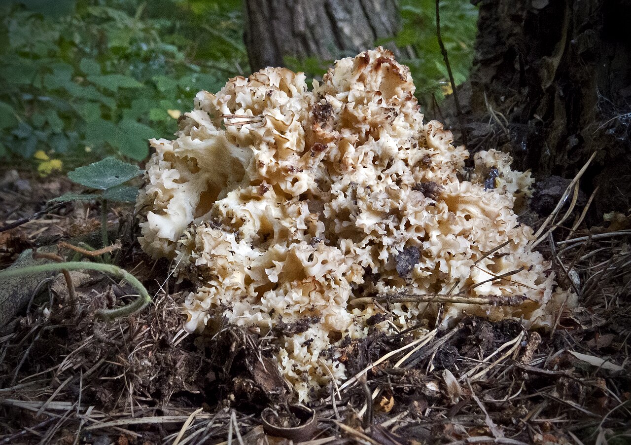 Borov glivec – Sparassis crispa