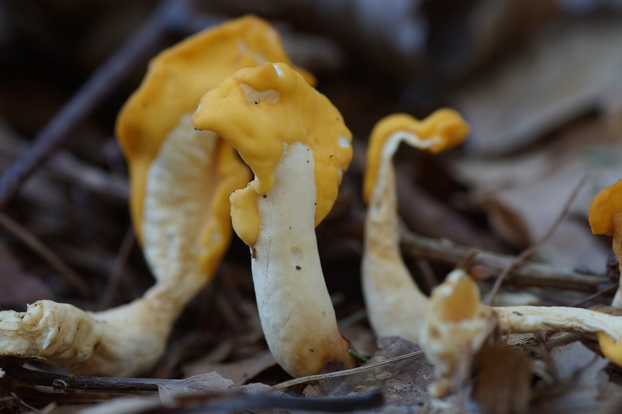 Žolta lopatica – Spathularia flavida